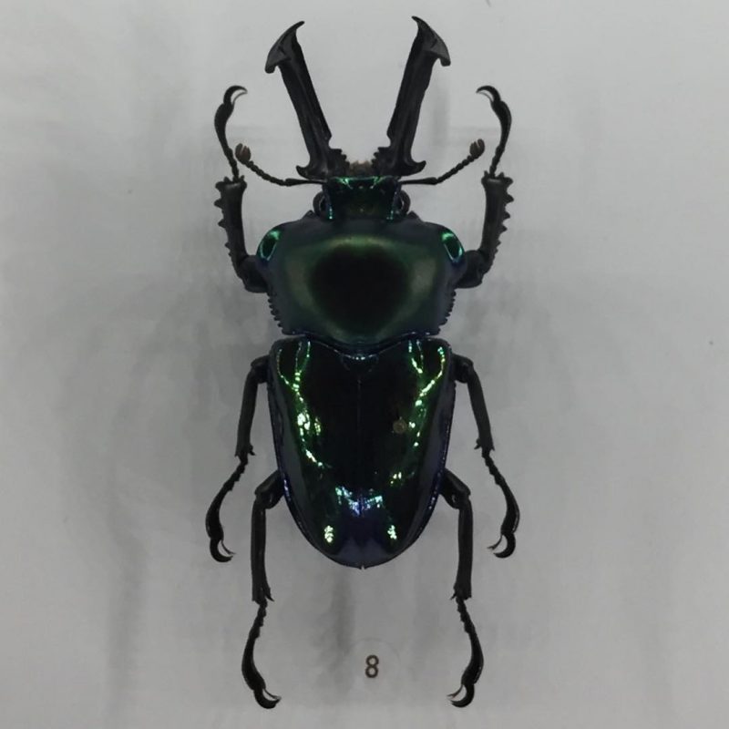 beetle